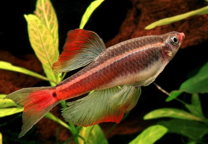 Вуалевая форма