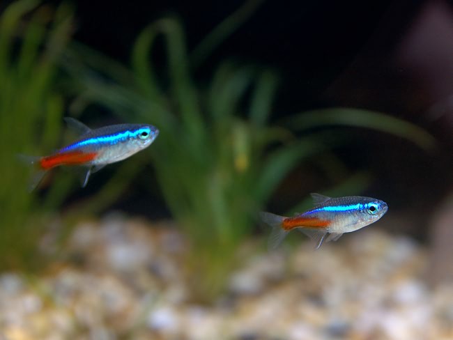 Пара неонов в аквариуме.