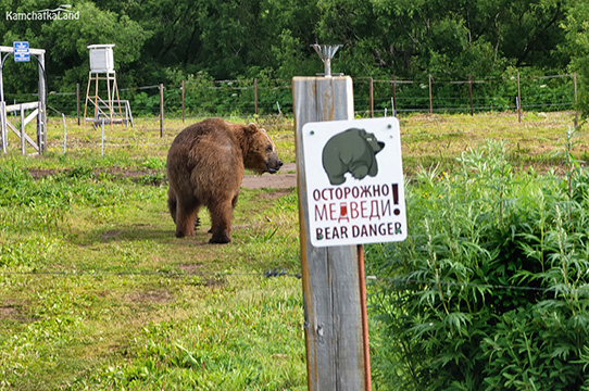 Медведи на Камчатке