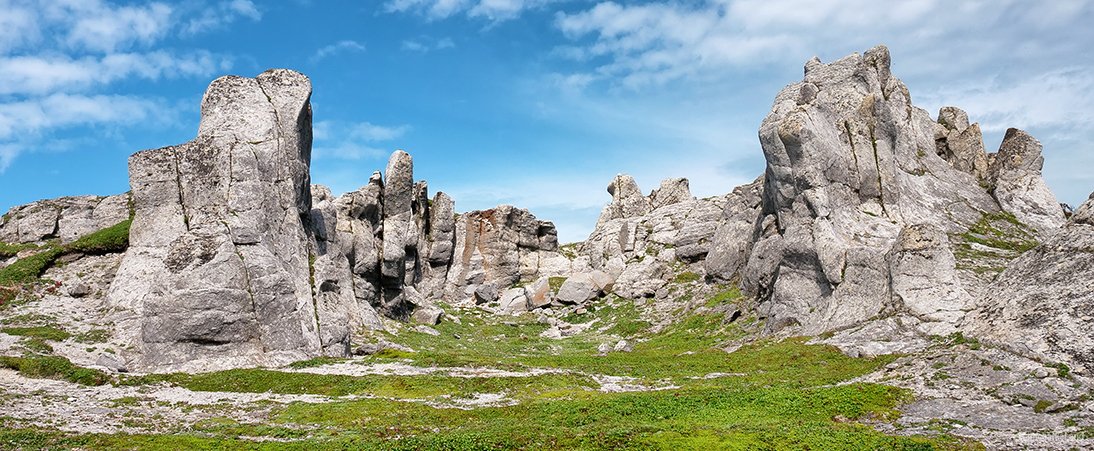 Медведи на Камчатке