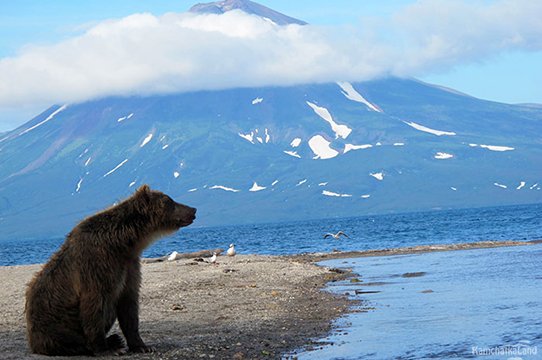 Медведь на берегу Курильского озера