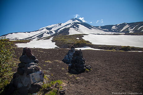 медведи камчатки туры