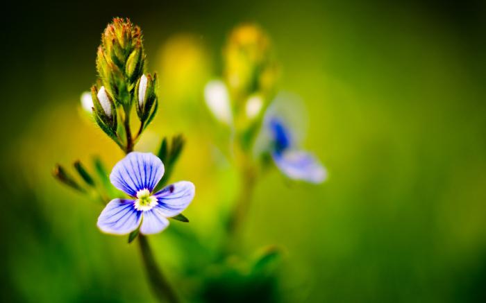 день Теплого Алексея