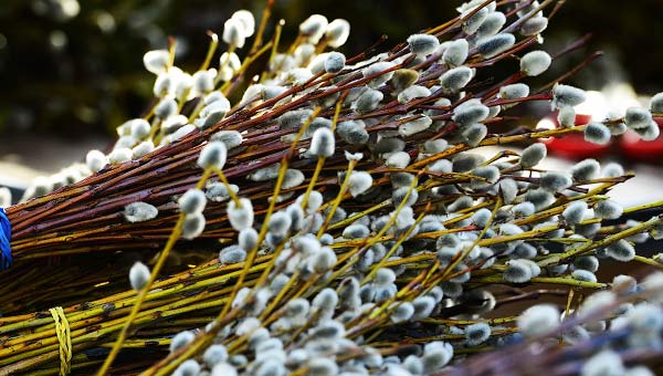 веточки вербы