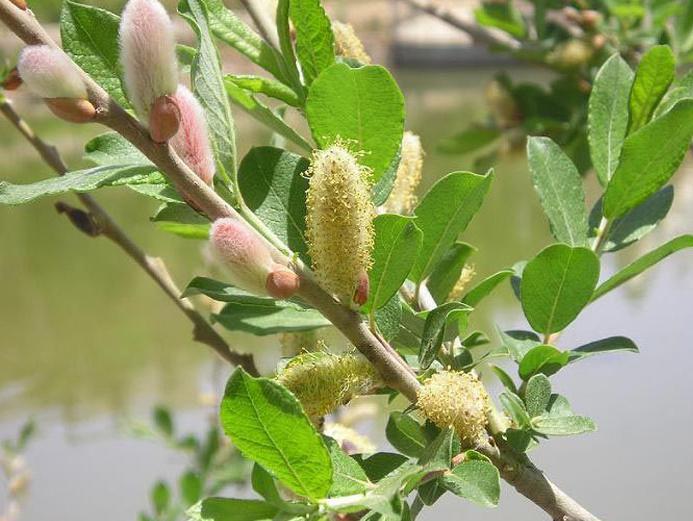 народные приметы на вербное воскресенье