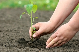 Позитивное влияние человека на природу