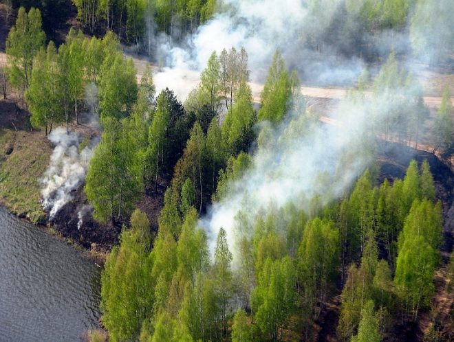 Экологические проблемы лесных зон