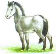 Степной тарпан