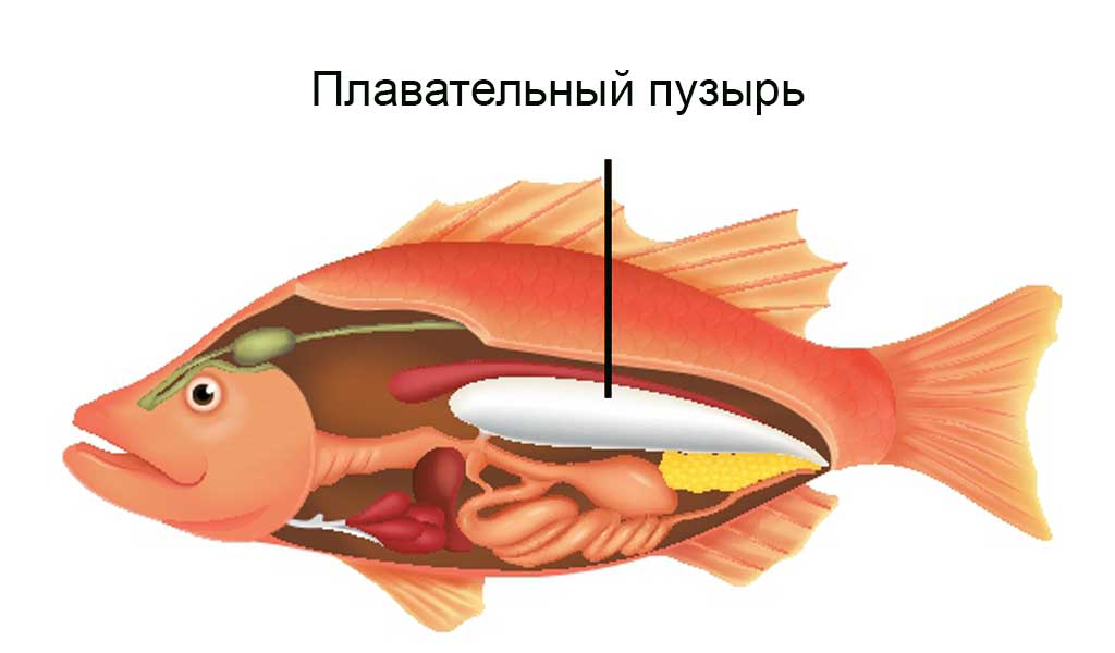 Плавательный пузырь