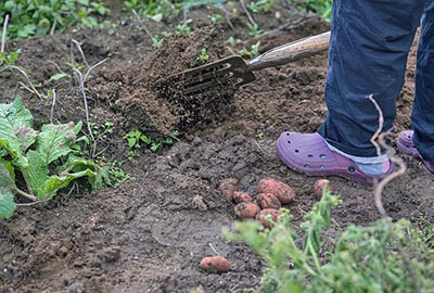 выращивание картофеля