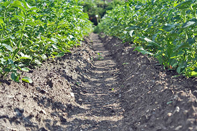 выращивание картофеля