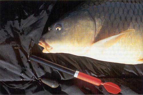 Практический курс ужения карпа. Влияние погоды