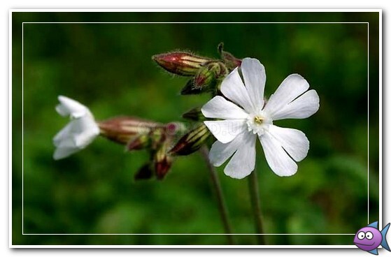 цветы белой дремы