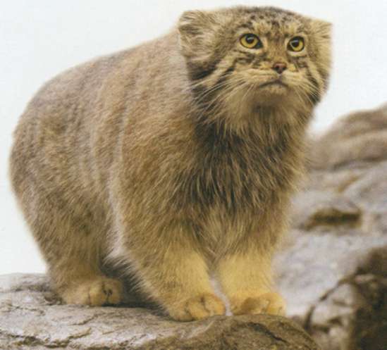 Кот Манул, фото