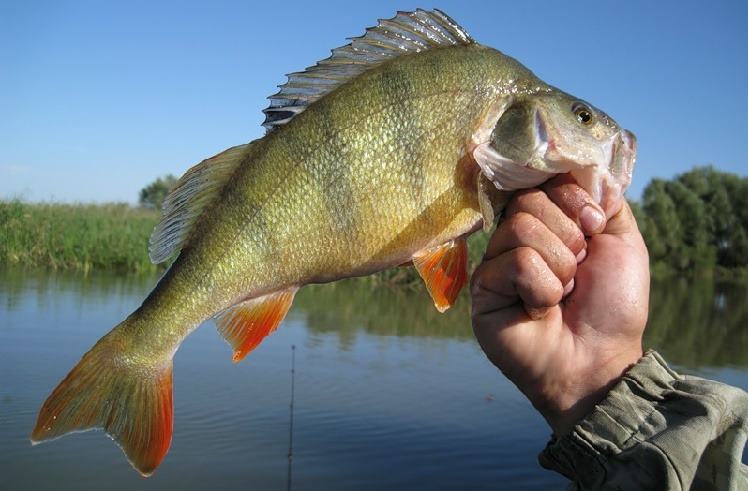 ловля окуня фото