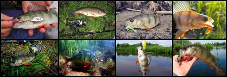 ловля окуня