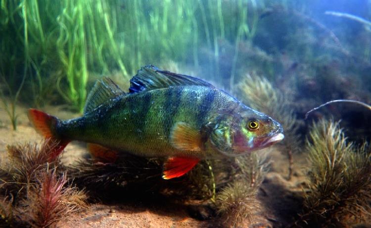 поиск места окуня