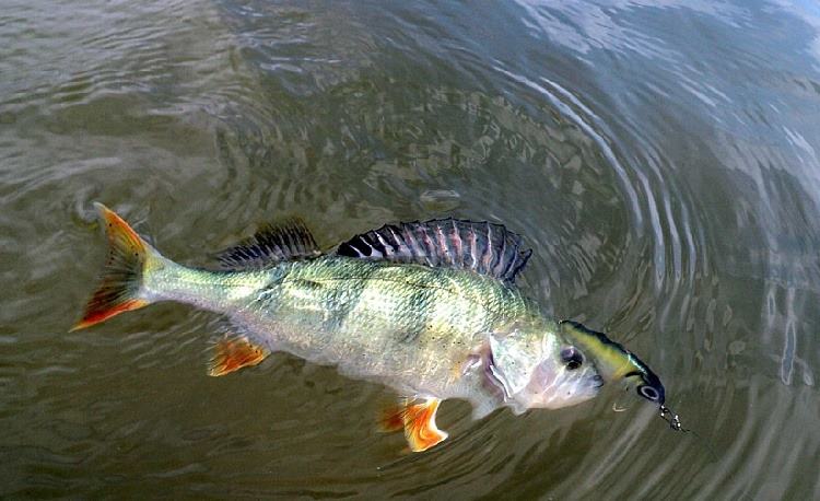 ловля окуня фото