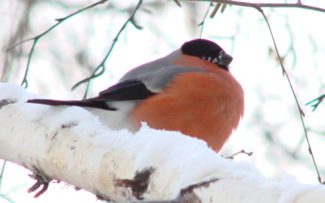 Народные приметы на январь