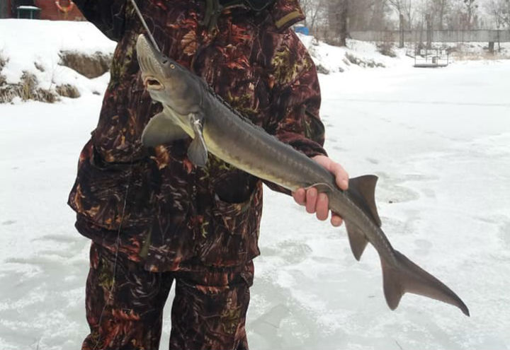 Словить зимой стерлядь довольно сложно. Профи клуба «Фартовая рыбалка» рекомендуют использовать живые приманки