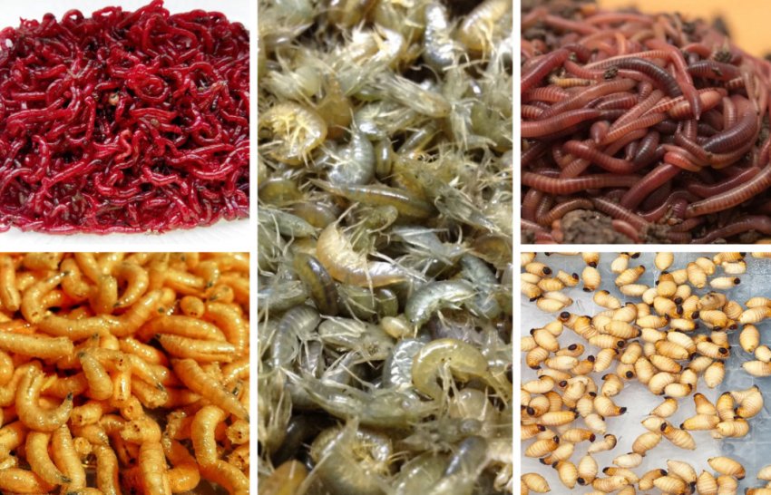 Зимняя наживка для рыбалки