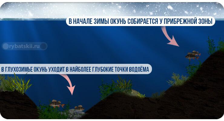 Раположение окуня в водоёме