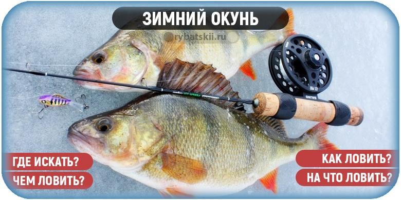 Техника ловли окуня зимой и подбор снастей