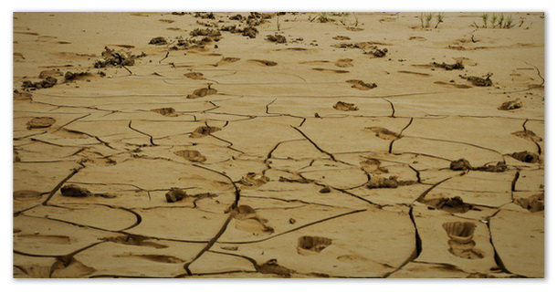 Засоленная почва.