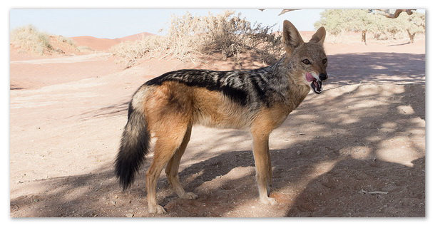 Шакал в пустыни.