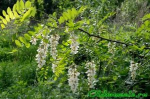 Акация белая посадка и уход в подмосковье