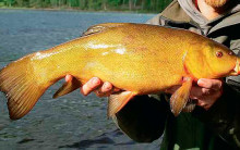 Линь в руках