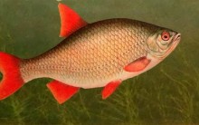 Красноперка