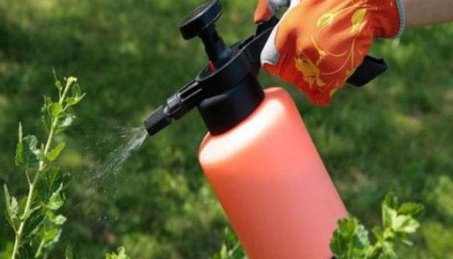 опрыскивание кустов