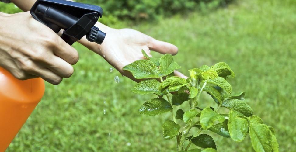 опрыскивание кустов