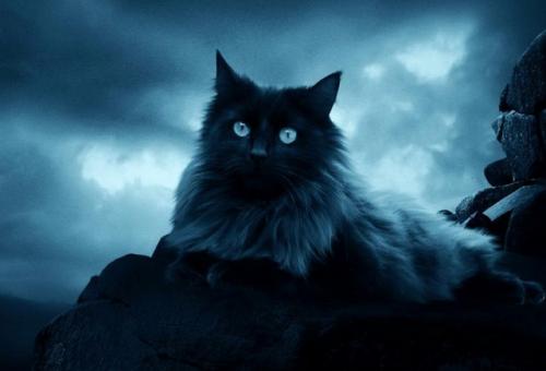 Как изменения в погоде влияют на состояние животных. Статьи 08