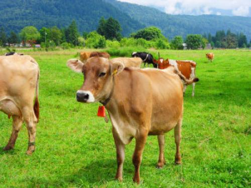 Как влияет погода на поведение домашних животных. Как гроза влияет на поведение домашних животных. Народные приметы о погоде по растениям и повадкам животных. Приметы по природным явлениям