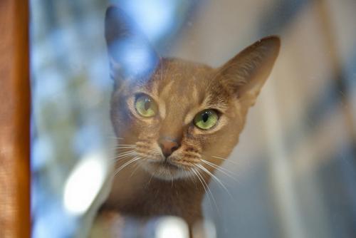 Как изменения в погоде влияют на состояние животных. Статьи 12