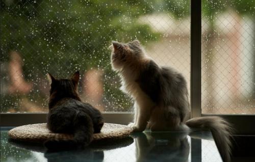 Как изменения в погоде влияют на состояние животных. Статьи 07