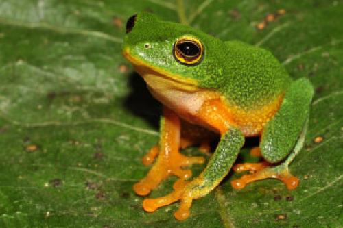 Как влияет погода на поведение домашних животных. Как гроза влияет на поведение домашних животных. Народные приметы о погоде по растениям и повадкам животных. Приметы по природным явлениям