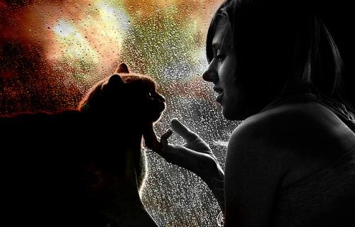 Как изменения в погоде влияют на состояние животных. Статьи 11