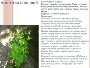 Как и когда собирать чистотел. Используемые части растения. Как собирают и сушат чистотел