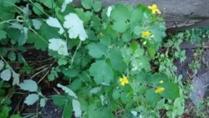 Как и когда собирать чистотел. Используемые части растения. Как собирают и сушат чистотел