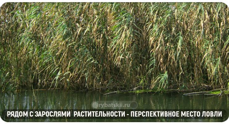 Место, где водится карась