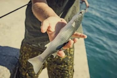 Как ловить кефаль в черном море?