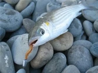 Как ловить кефаль в черном море?