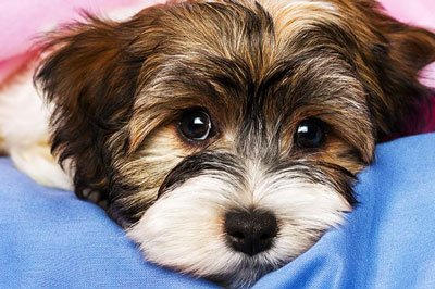 щенок лежит на коленях