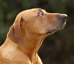 пёс вдыхает воздух