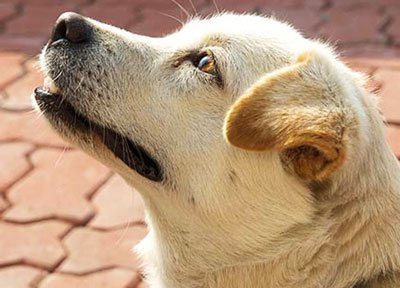 лабрадор на солнце