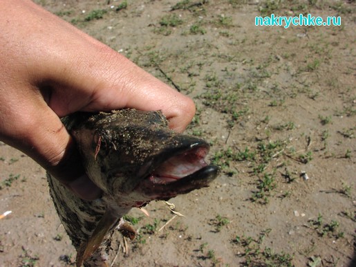 Как влияет погода на клев рыбы?