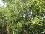 А какая у вас погода? 3fa24e800560t